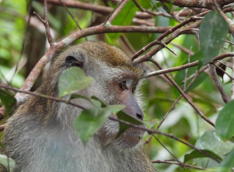 Orangutan Tour in Tanjung Puting National Park 3D2N