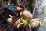 Orangutan Tour in Tanjung Puting National Park 3D2N