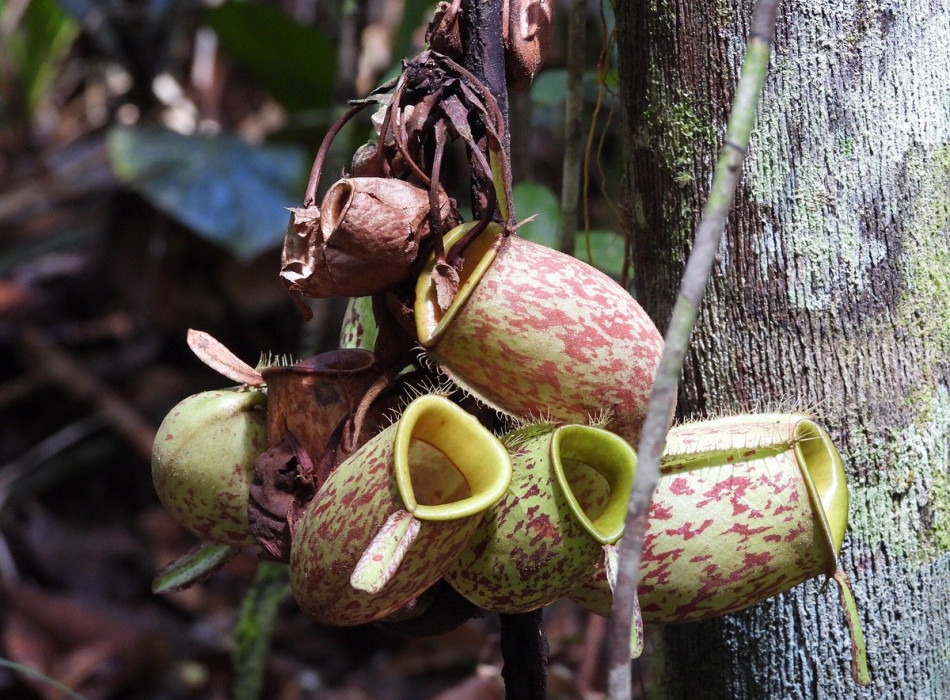 Orangutan Tour in Tanjung Puting National Park 3D2N