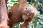 Orangutan Tour in Tanjung Puting National Park 4D3N