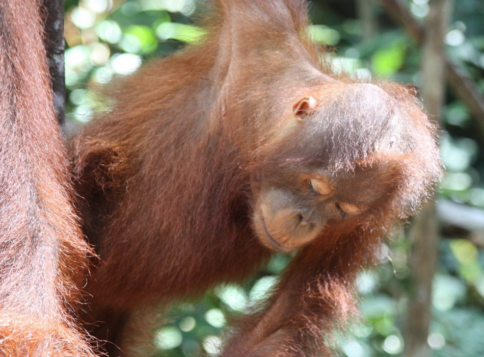 Orangutan Tour in Tanjung Puting National Park 4D3N