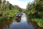Orangutan Tour in Tanjung Puting National Park 4D3N