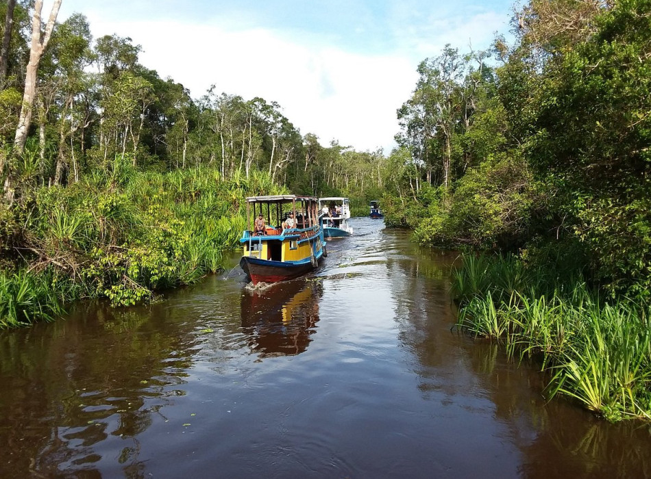 Orangutan Tour in Tanjung Puting National Park 4D3N