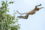 Orangutan Tour in Tanjung Puting National Park 4D3N
