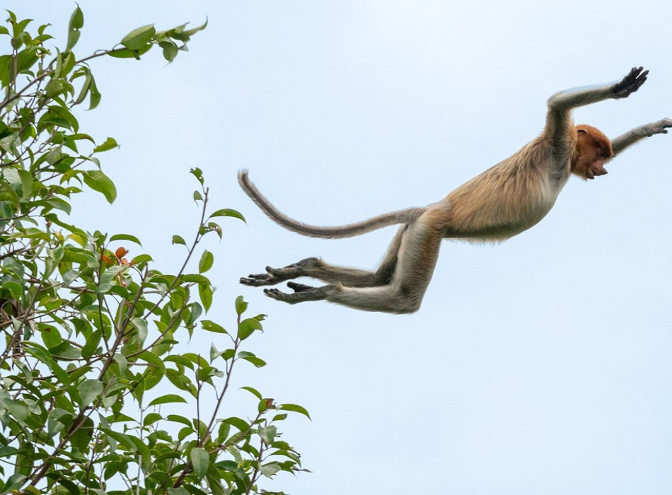 Orangutan Tour in Tanjung Puting National Park 4D3N