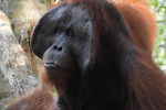 Orangutan Tour in Tanjung Puting National Park 4D3N