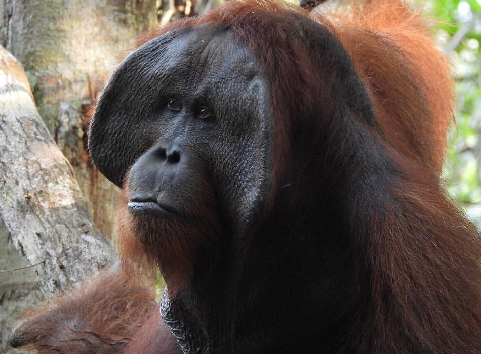 Orangutan Tour in Tanjung Puting National Park 4D3N