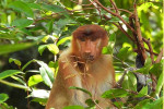 Orangutan Tour in Tanjung Puting National Park 4D3N