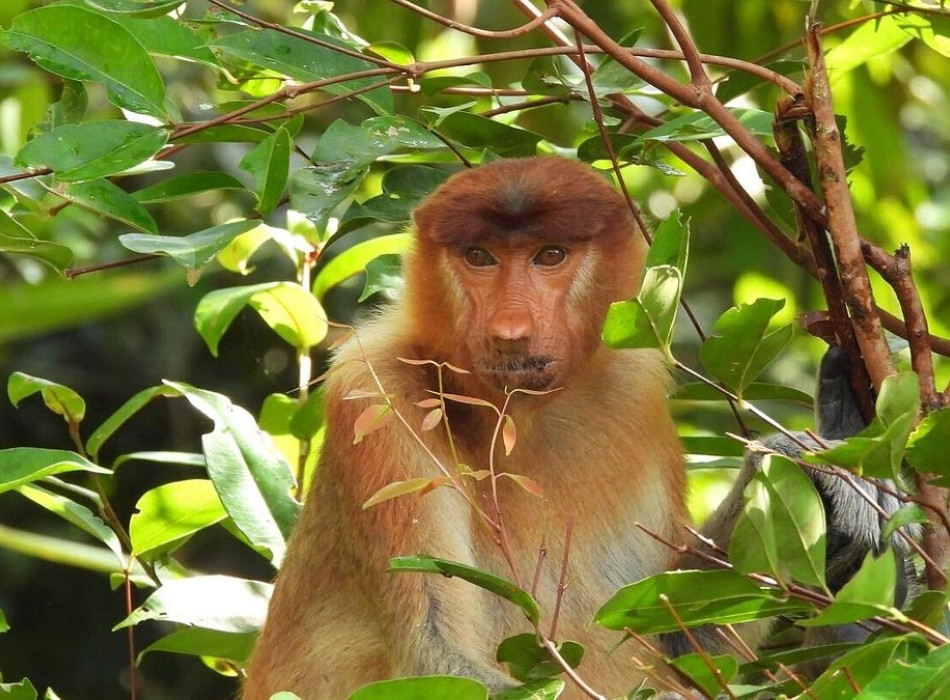 Orangutan Tour in Tanjung Puting National Park 4D3N