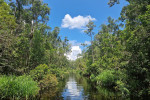 Orangutan Tour in Tanjung Puting National Park 4D3N