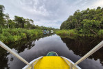 Orangutan Tour in Tanjung Puting National Park 4D3N