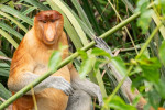 Orangutan Tour in Tanjung Puting National Park 4D3N