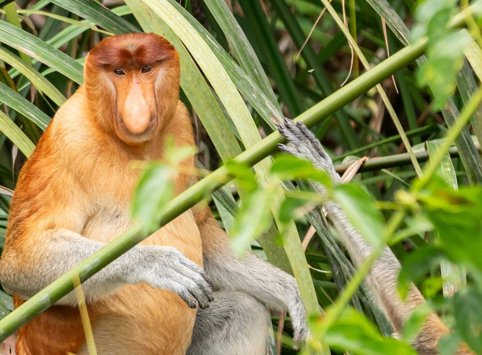 Orangutan Tour in Tanjung Puting National Park 4D3N