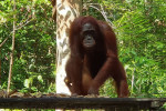 Orangutan Tour in Tanjung Puting National Park & Dayak 5D4N