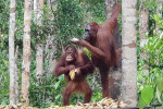 Orangutan Tour in Tanjung Puting National Park & Dayak 5D4N