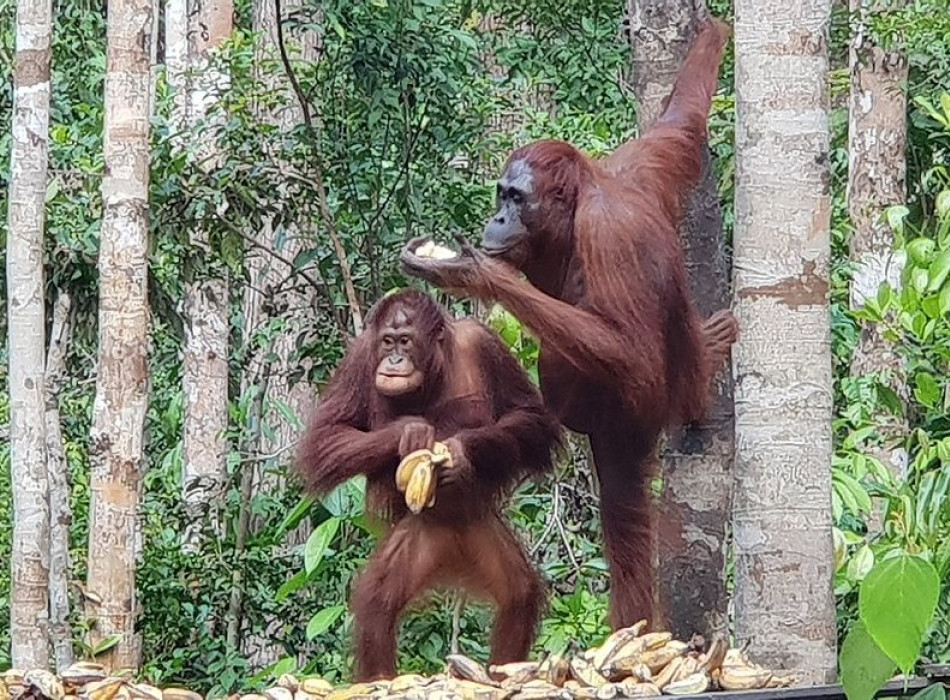 Orangutan Tour in Tanjung Puting National Park & Dayak 5D4N