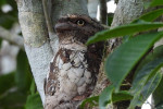 Orangutan Tour in Tanjung Puting National Park & Dayak 5D4N