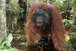 Orangutan Tour in Tanjung Puting National Park & Dayak 5D4N