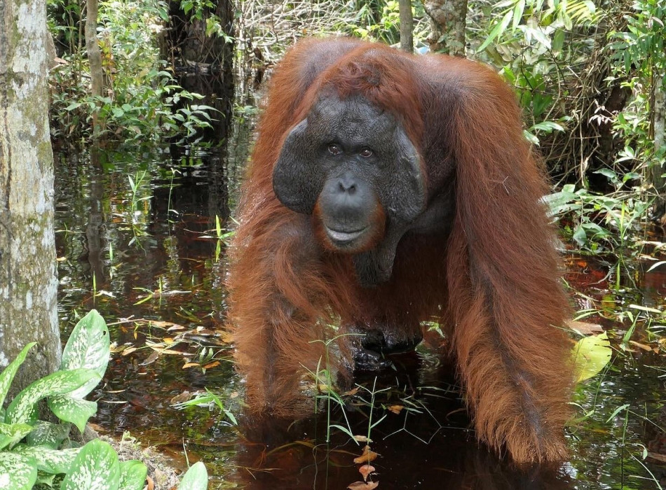 Orangutan Tour in Tanjung Puting National Park & Dayak 5D4N