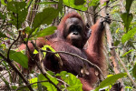 Orangutan Tour in Tanjung Puting National Park & Dayak 5D4N