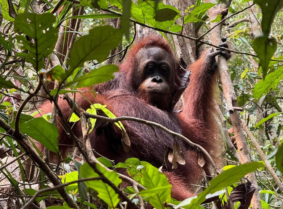 Orangutan Tour in Tanjung Puting National Park & Dayak 5D4N