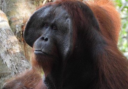 Group Tour ( Sharing Tour ) Orangutan Tanjung Puting National Park 3D2N