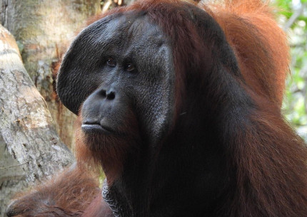 Group Tour ( Sharing Tour ) Orangutan Tanjung Puting National Park 3D2N