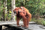 Group Tour ( Sharing Tour ) Orangutan Tanjung Puting National Park 3D2N