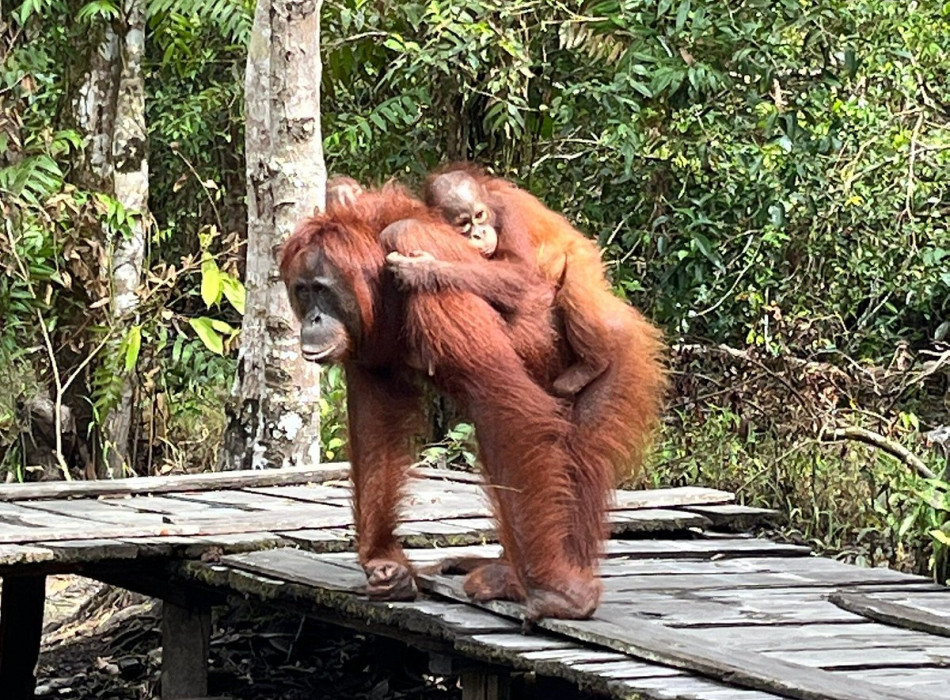 Group Tour ( Sharing Tour ) Orangutan Tanjung Puting National Park 3D2N