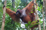 Group Tour ( Sharing Tour ) Orangutan Tanjung Puting National Park 3D2N