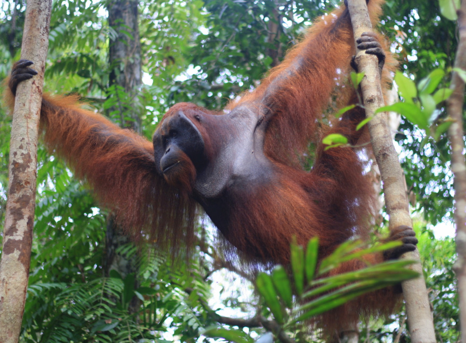 Group Tour ( Sharing Tour ) Orangutan Tanjung Puting National Park 3D2N