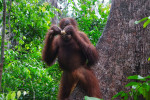 Group Tour ( Sharing Tour ) Orangutan Tanjung Puting National Park 3D2N