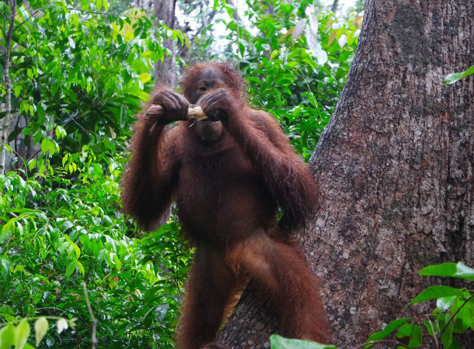 Group Tour ( Sharing Tour ) Orangutan Tanjung Puting National Park 3D2N