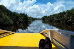 Group Tour ( Sharing Tour ) Orangutan Tanjung Puting National Park 3D2N
