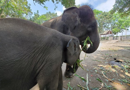 From Benoa Port Bali: Ubud Elephant Safari Ride Tour