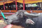 Tana Toraja Tour Package 4D3N