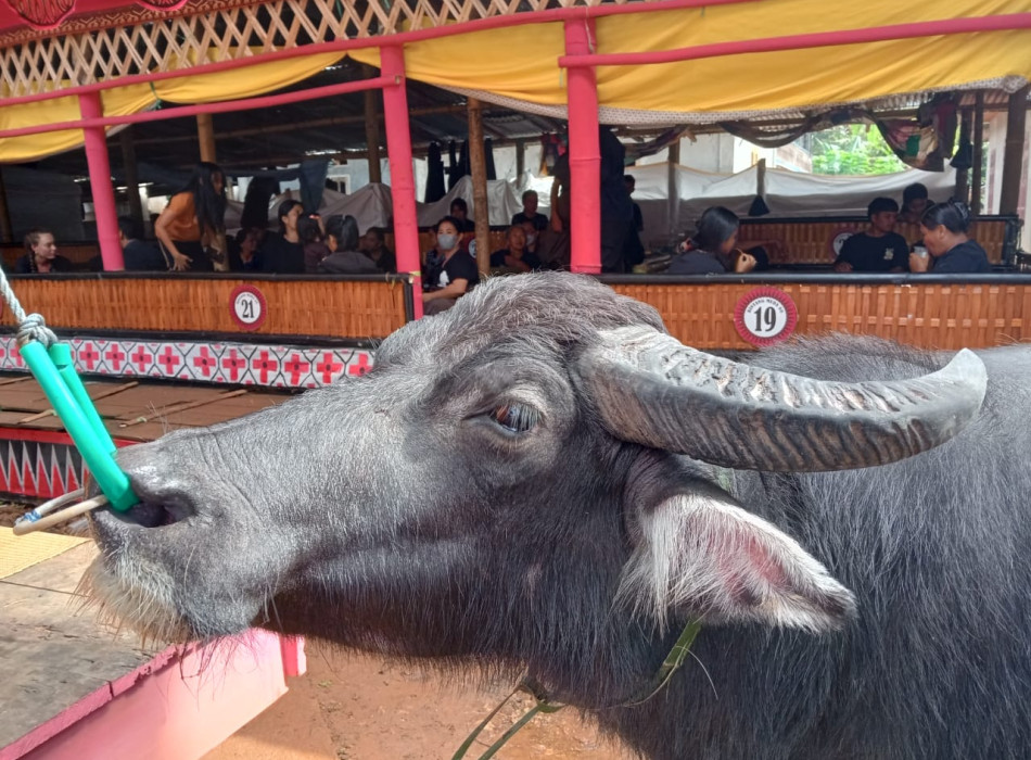 Tana Toraja Tour Package 4D3N