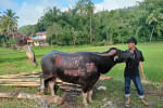Tana Toraja Tour Package 4D3N