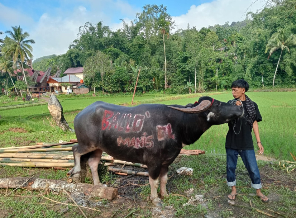 Tana Toraja Tour Package 4D3N