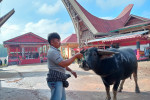 Tana Toraja Tour Package 4D3N