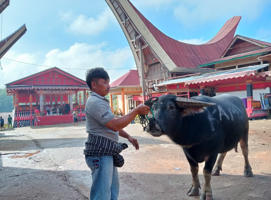 Tana Toraja Tour Package 4D3N