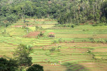 Trekking to Selogriyo Temple and Kedung Kayang Waterfall