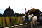 Ox Cart Riding Tour Through Villages in Prambanan Countryside