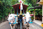 Ox Cart Riding Tour Through Villages in Prambanan Countryside