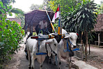 Ox Cart Riding Tour Through Villages in Prambanan Countryside