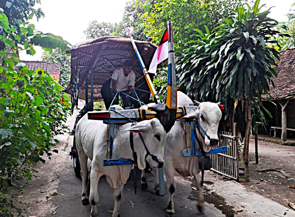 Ox Cart Riding Tour Through Villages in Prambanan Countryside